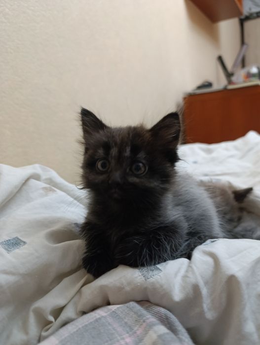 Отдам котят в хорошие руки