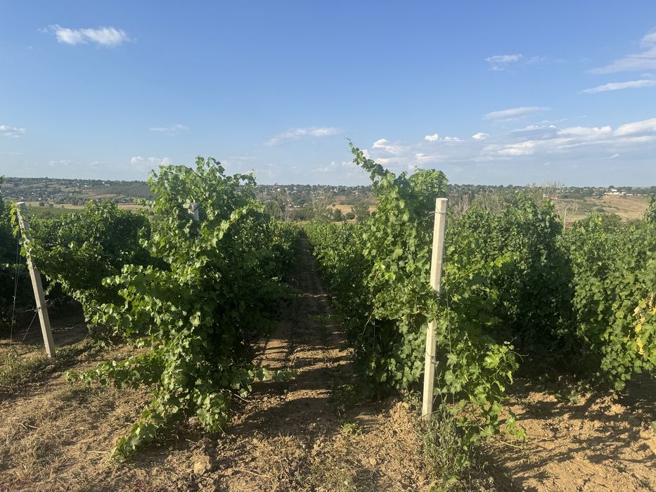 Struguri vin nobili certificati-Podgoria Panciu
