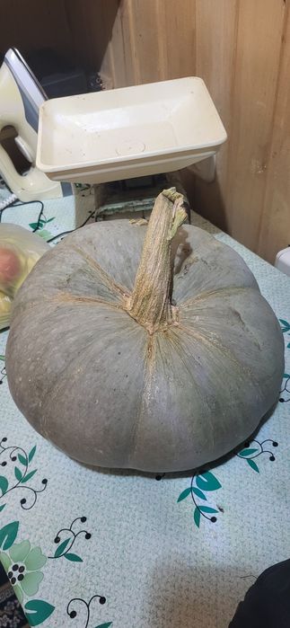 Тыква сорта зимняя сладкая