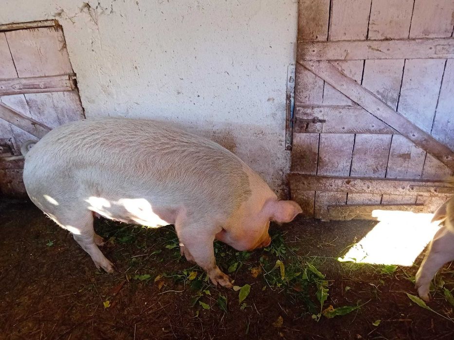 Vand gaini crescut3 bio