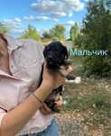 Щенята бесплатно