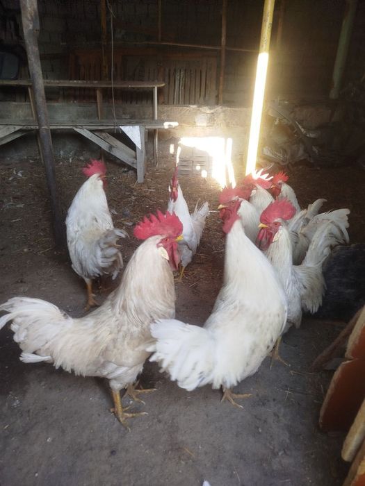 Продаётся Петухов