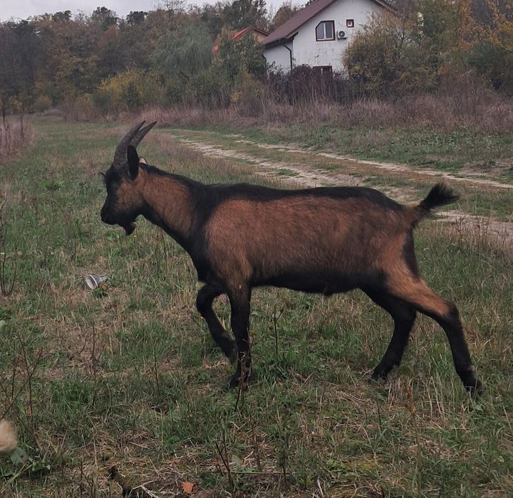 Tap alpin francez original