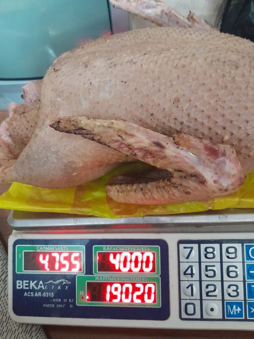 Мясо индюков, утки, цесарки продаем