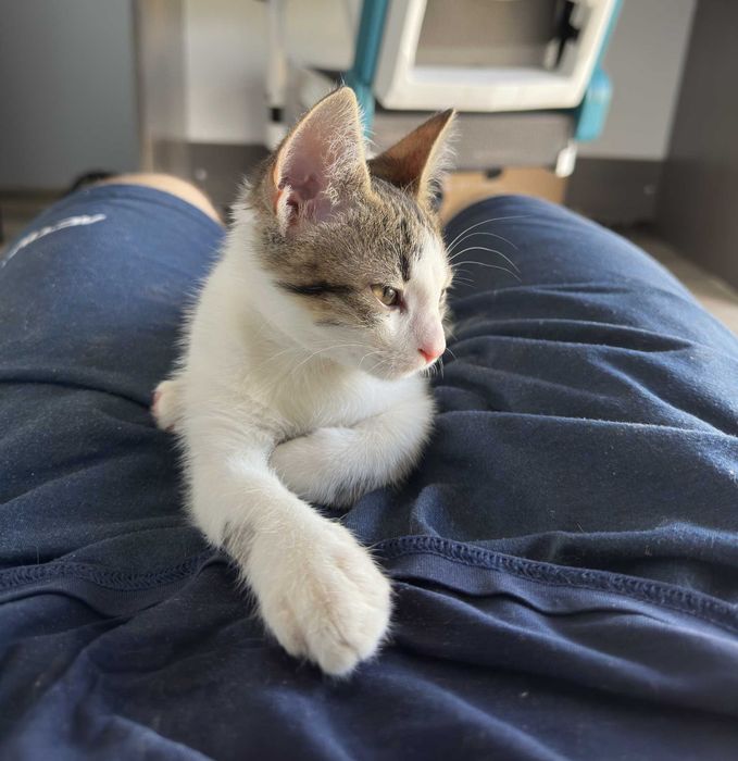 Малко игриво мъжко коте на 3 месеца с подарък креватче и играчки