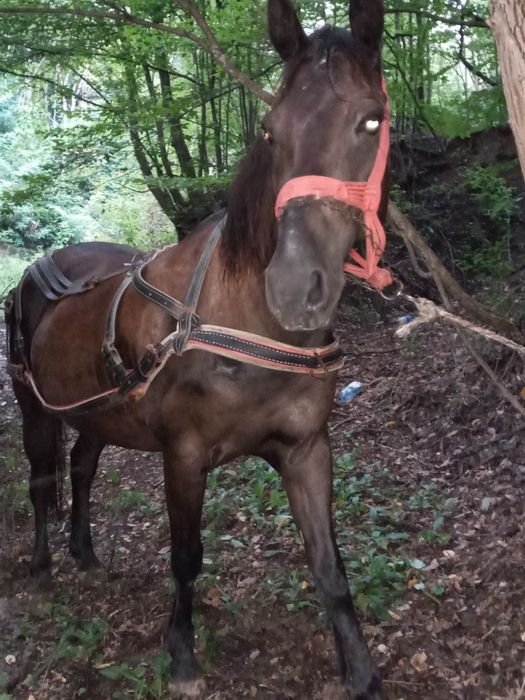 De vanzare iepe cuminti