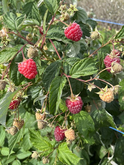 Разсад целогодишни малини