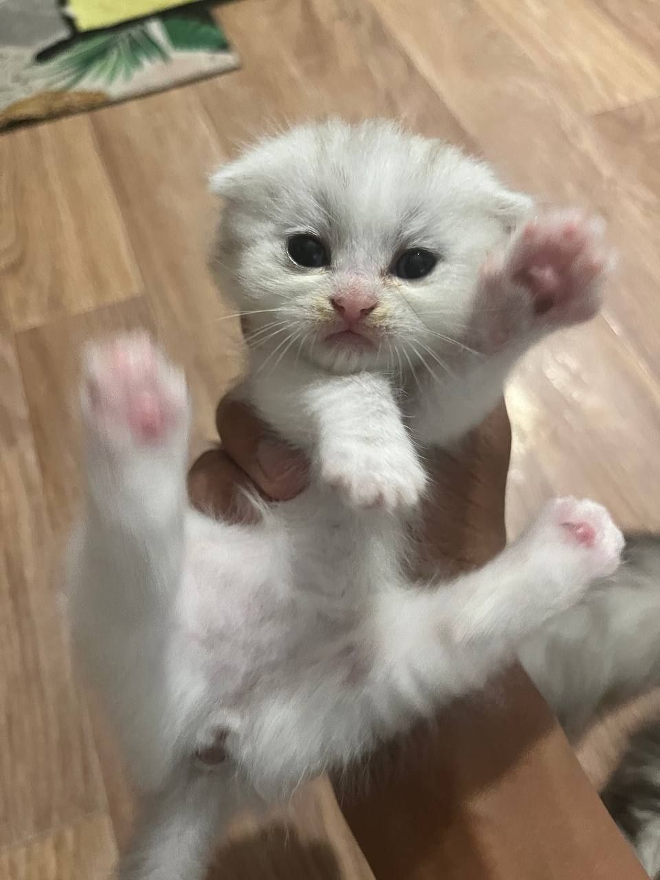 Шатланский кот продоетса