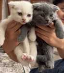 Scottish fold mushuk bolalari sotiladi