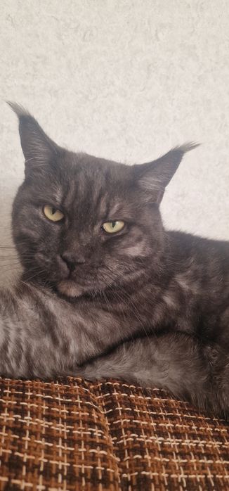 Отдам кота мейкун