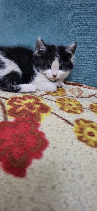 Милые Котята с двух месяцов