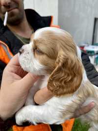 Pui Cavalier King Charles Spaniel