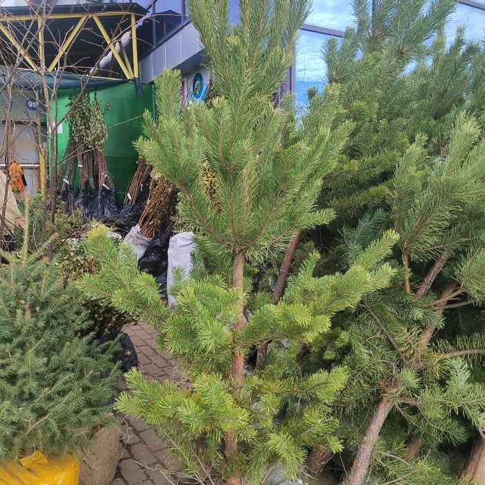 Сосна пихта деревья