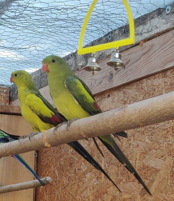 Vând sau schimb papagali de munte