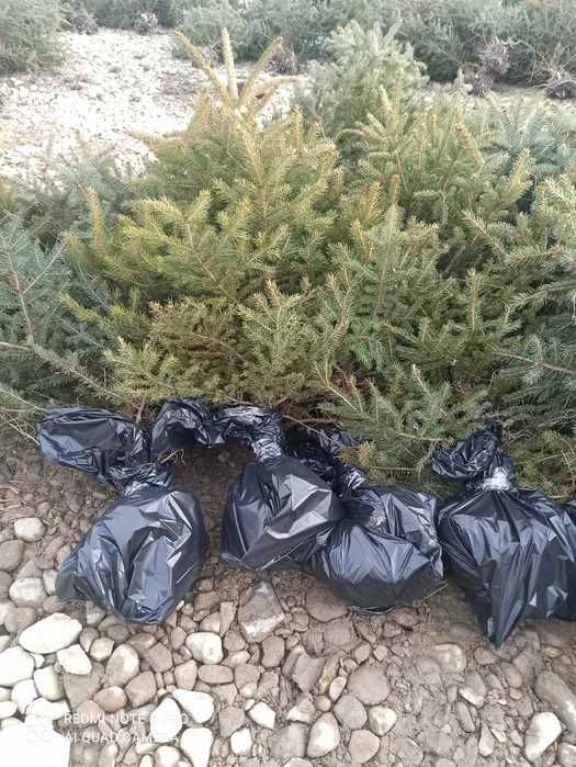 Brazi Brad Molid Argintiu in Balot Ghiveci Pom de Craciun