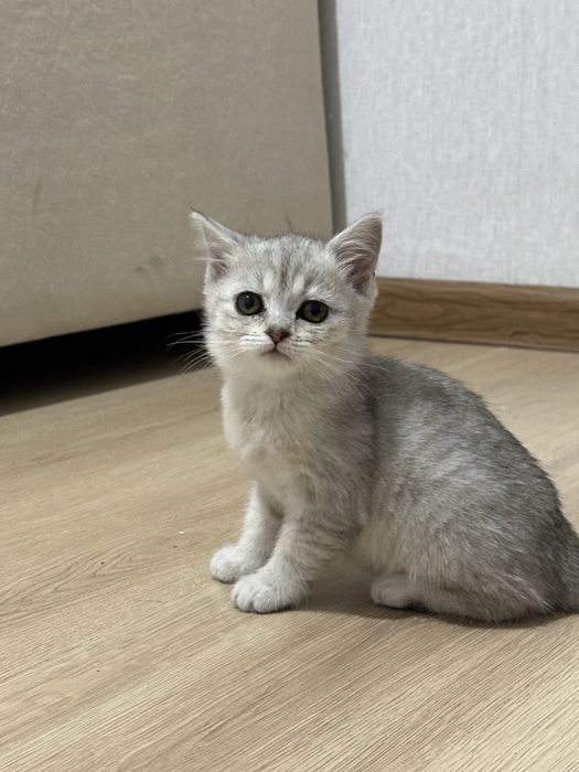 Продаю котенка британская шиншилла