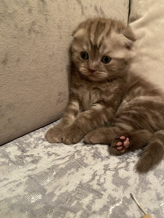 Шотландские скоттиш фолд