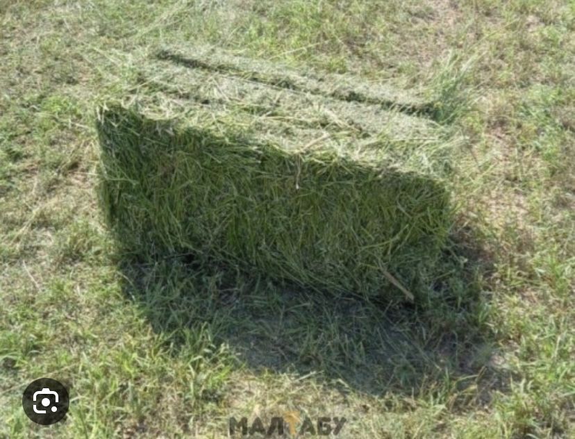 Шөп сатылады. Продается трава.