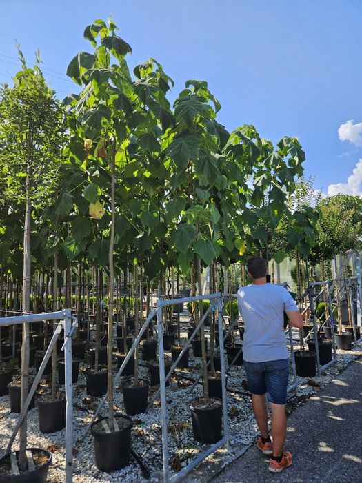 Vand Paulownia ( copac cu coaroana formata )