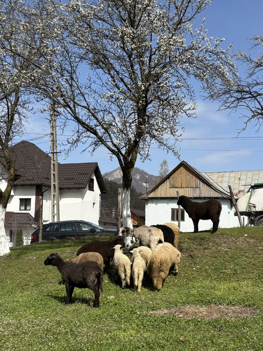 Oi de vanzare tinere si pe ales