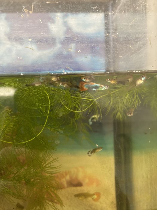 Мальки гуппи 2 месячные за 100тг