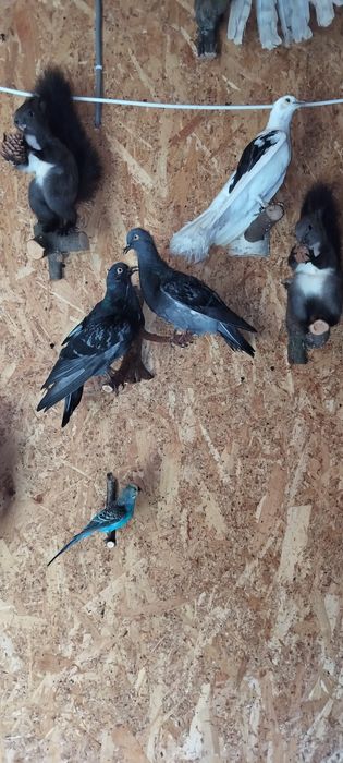 Păsări naturalizate (împăiate)