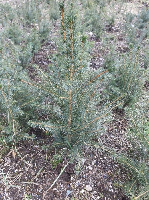 Pachet 50 buc. puieti molid argintiu sarbesc- Picea omorika 4 ani