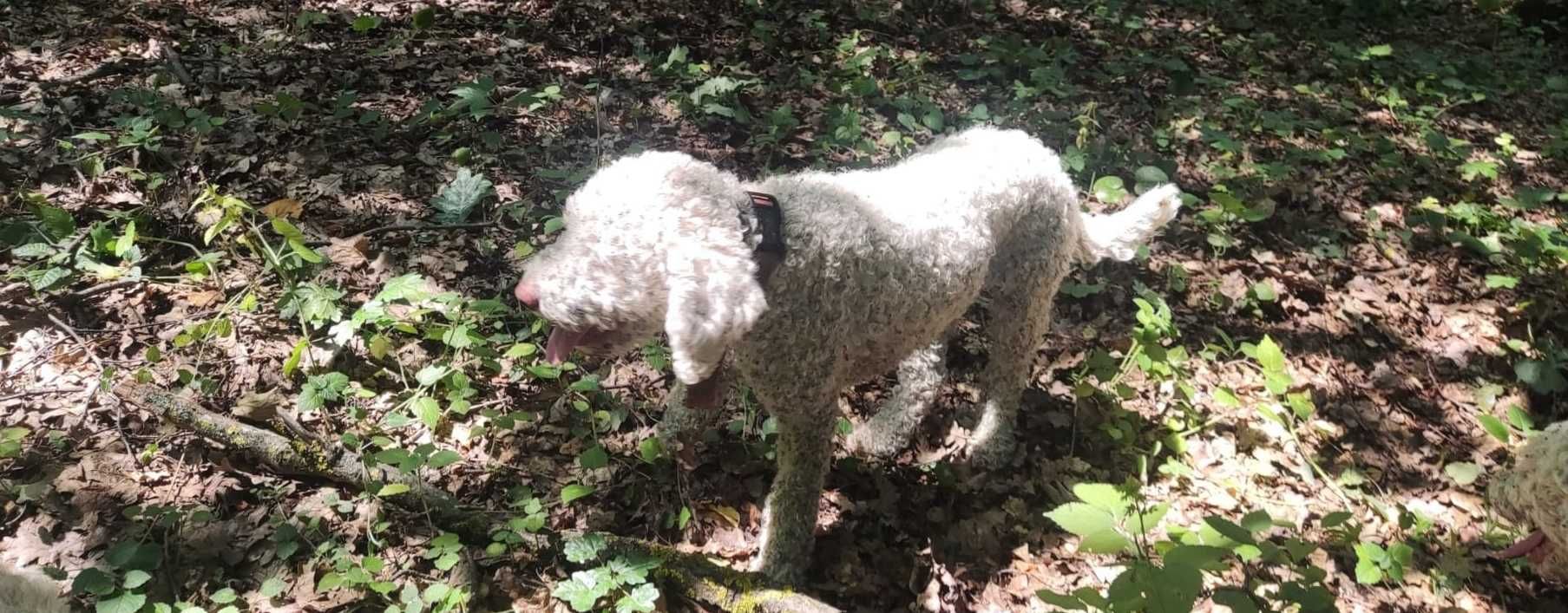 Lagotto Romagnolo Trufe/schimb auto