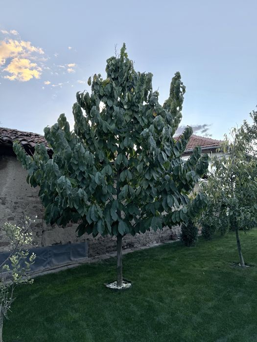 Asimina triloba, American papaw,индиански банан!