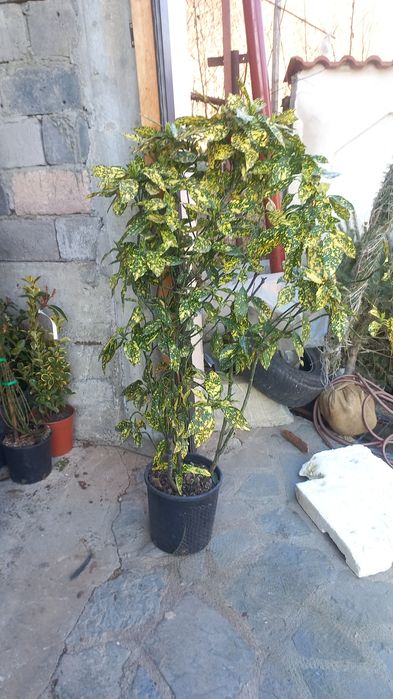 Plante ornamentale ce mai mare gamă preț accesibil transport gratuit