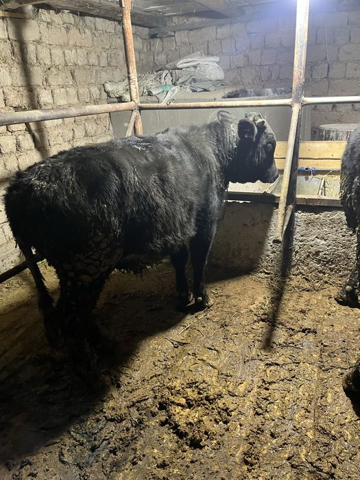 Бучок сатылады 8 айлык азмаз саудасы бар