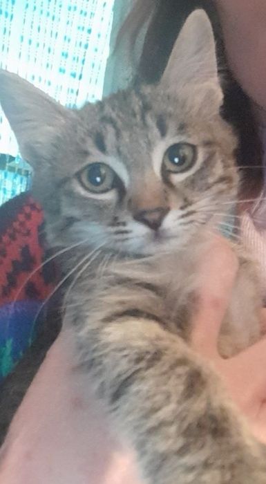 Отдам котят в хорошие руки