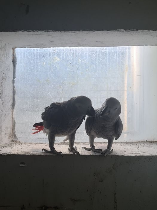 Vand pereche papagali jako