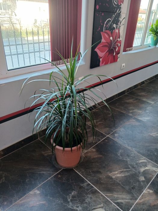 Палма драцена,страхотна