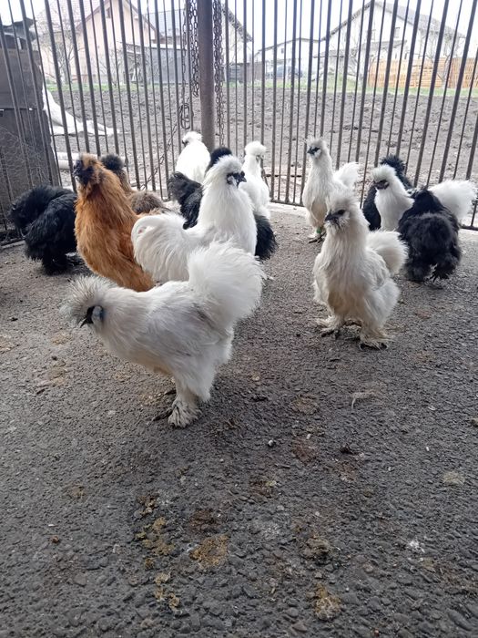 Oua matase japoneza de vanzare