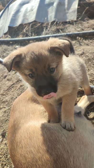 Отдам породистых щенков девочек бесплатно в хорошие добрые руки
