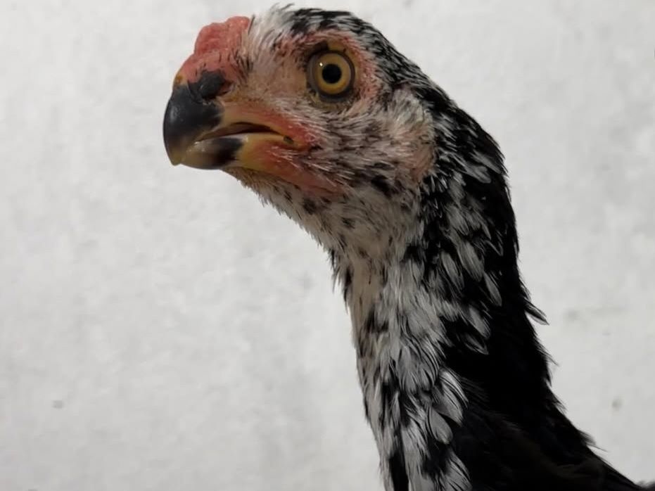 Xon azill parrot индийски азил