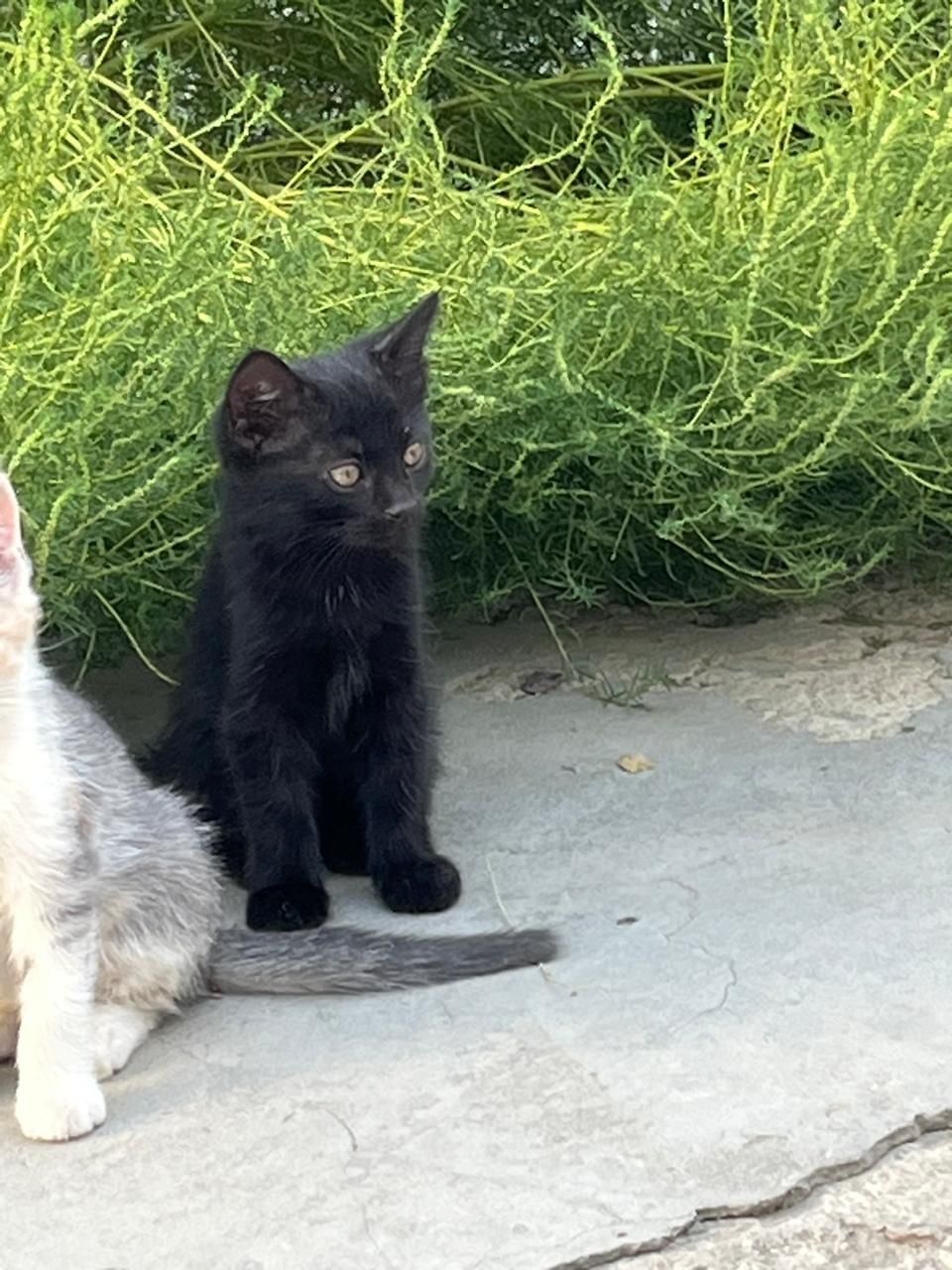 Котята бесплатно