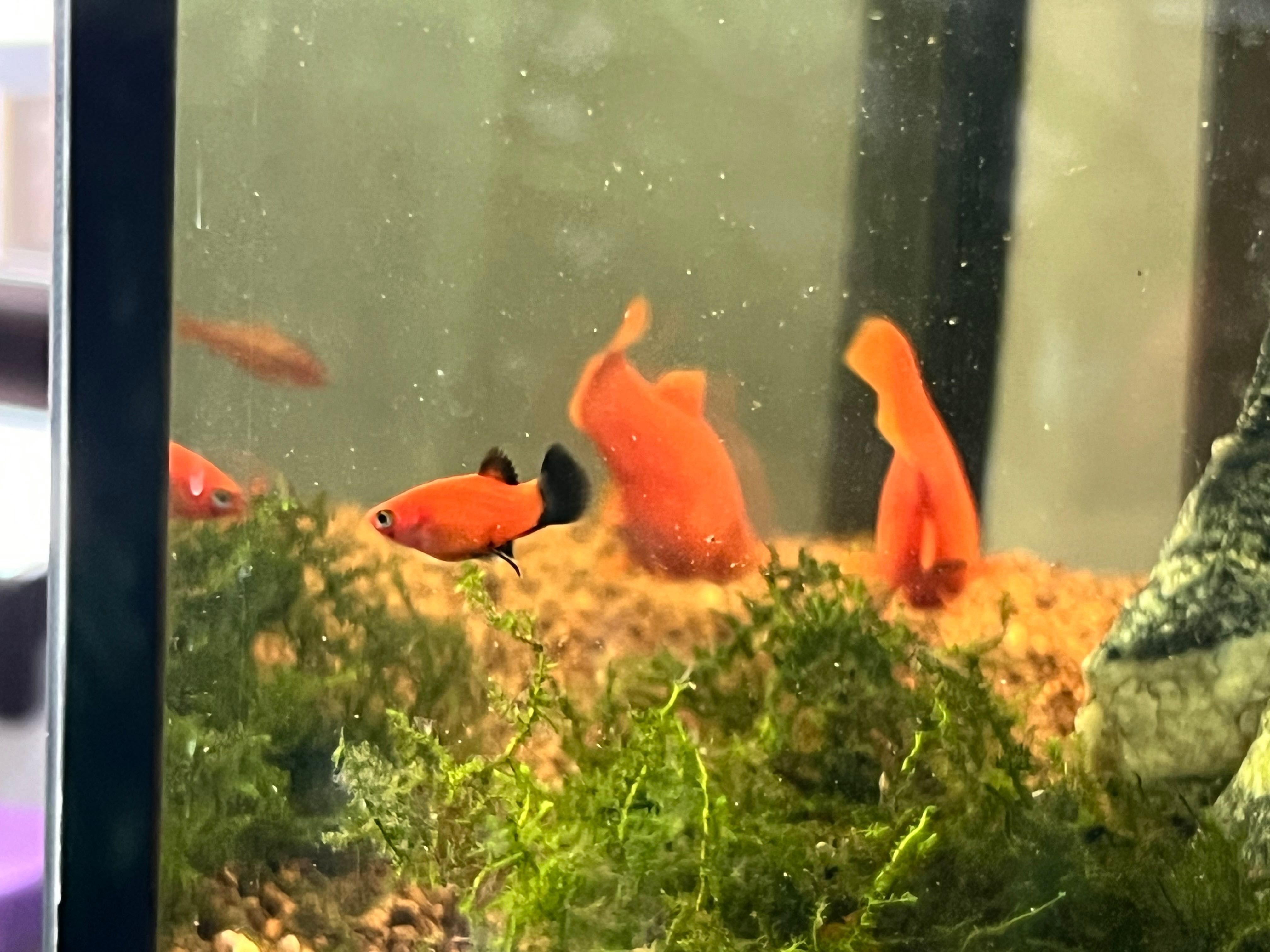 Pesti Xiphophorus maculatus Platy Red