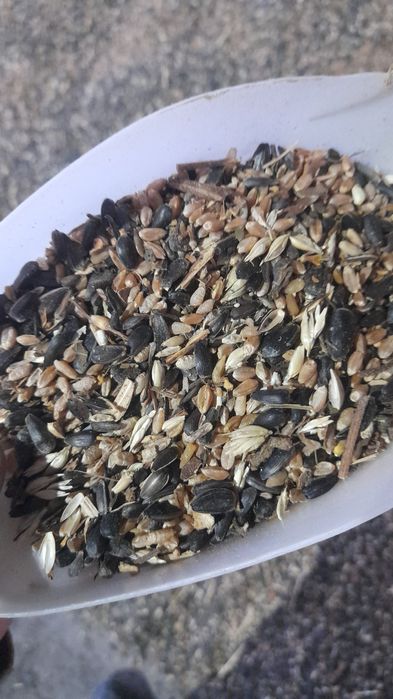 Продам пшеницу с семечкой