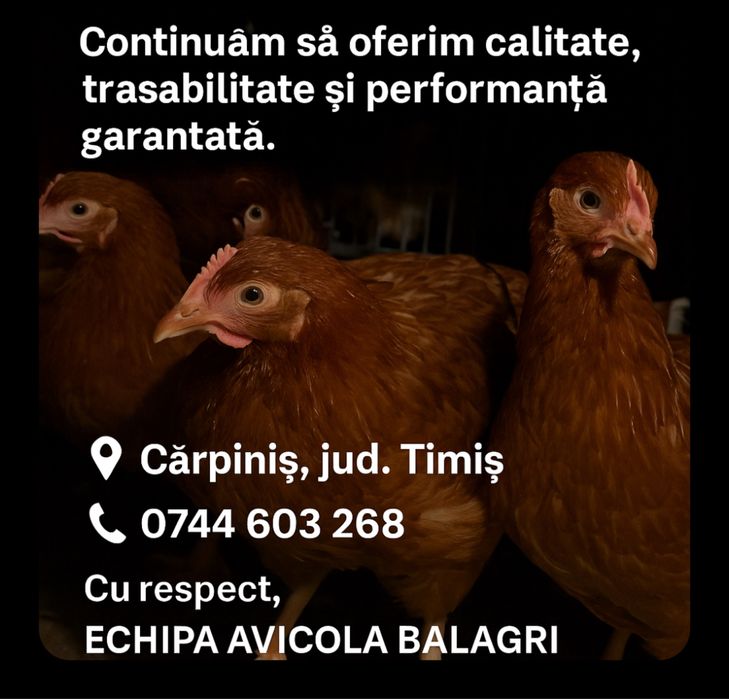 Puicute ouataoare direct de la ferma!