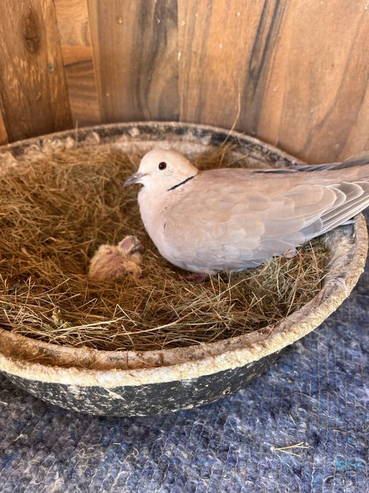 Смеещи се гугутки