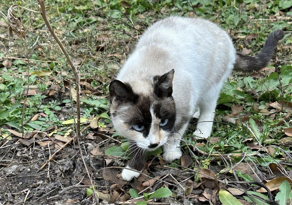 Кошечки нужен дом