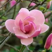 Magnolia Rustica Ruba -Roz închis