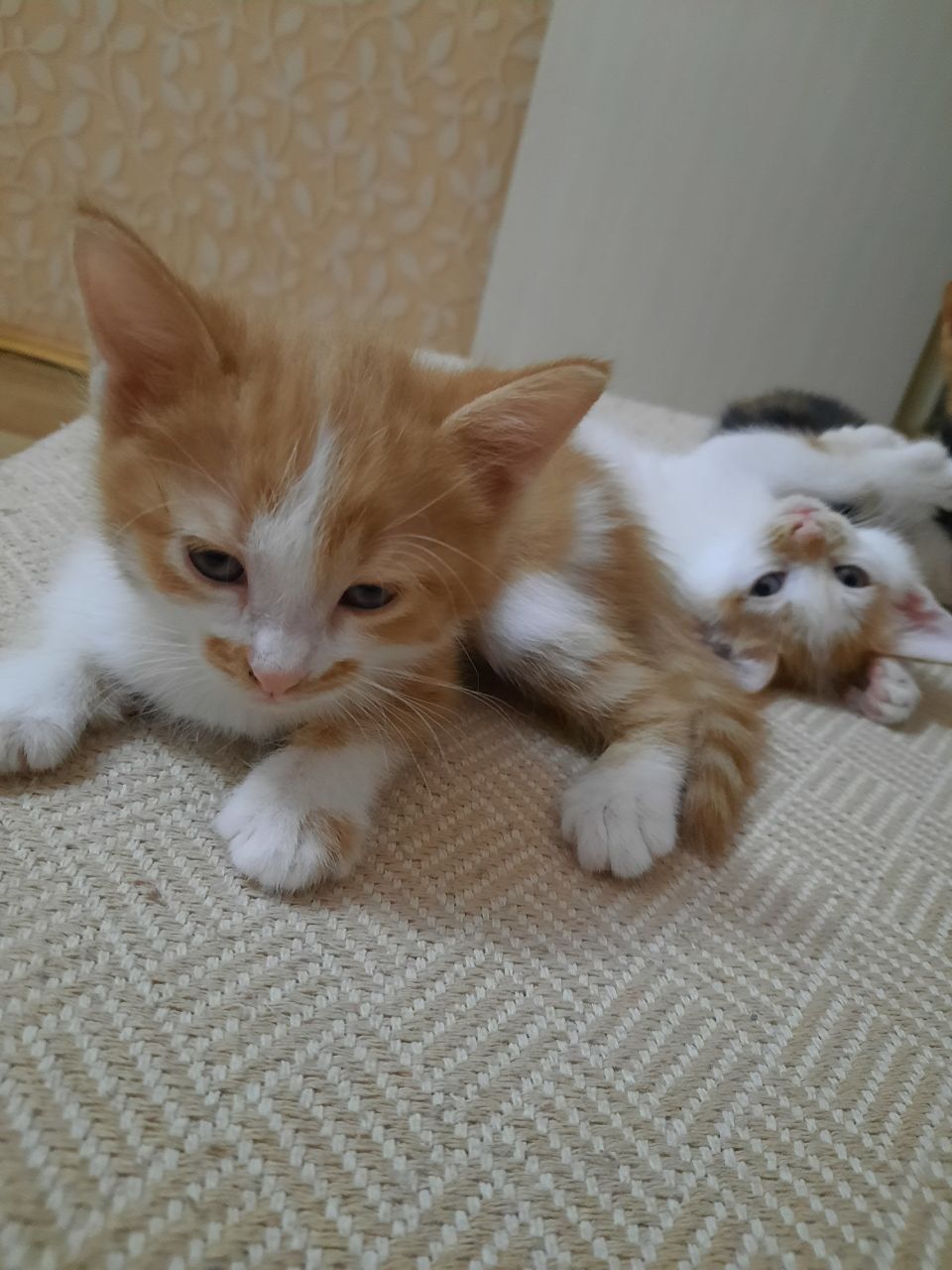 Котята в добрые руки!
