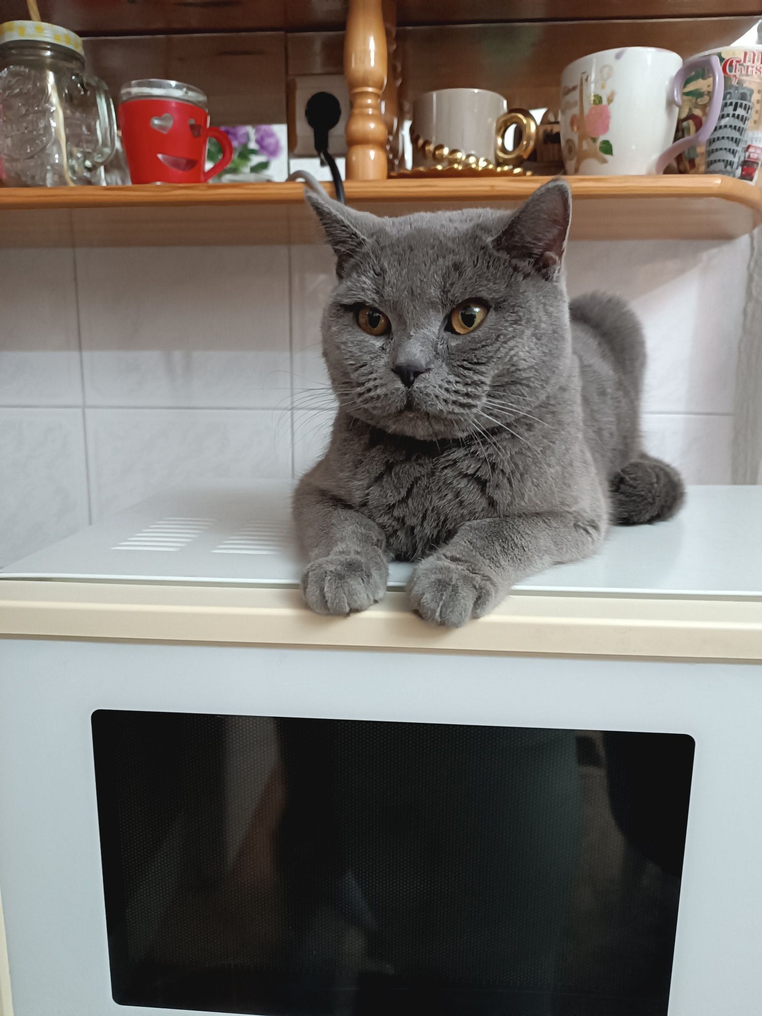 Продавам британска късокосместа котка