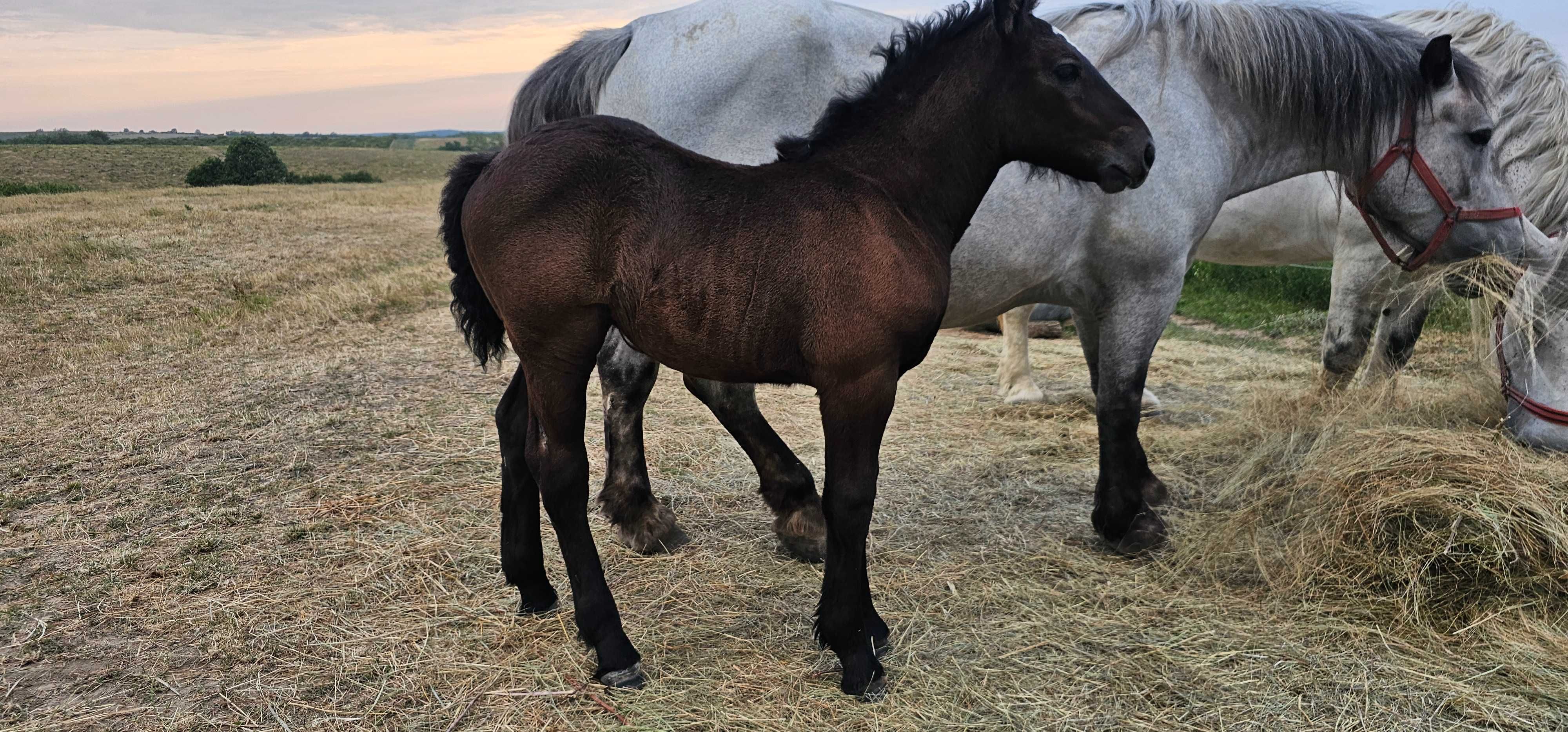 Vand iapa gestanta de 4 ani cu manza de 2 luni