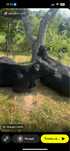 Vaci angus metis