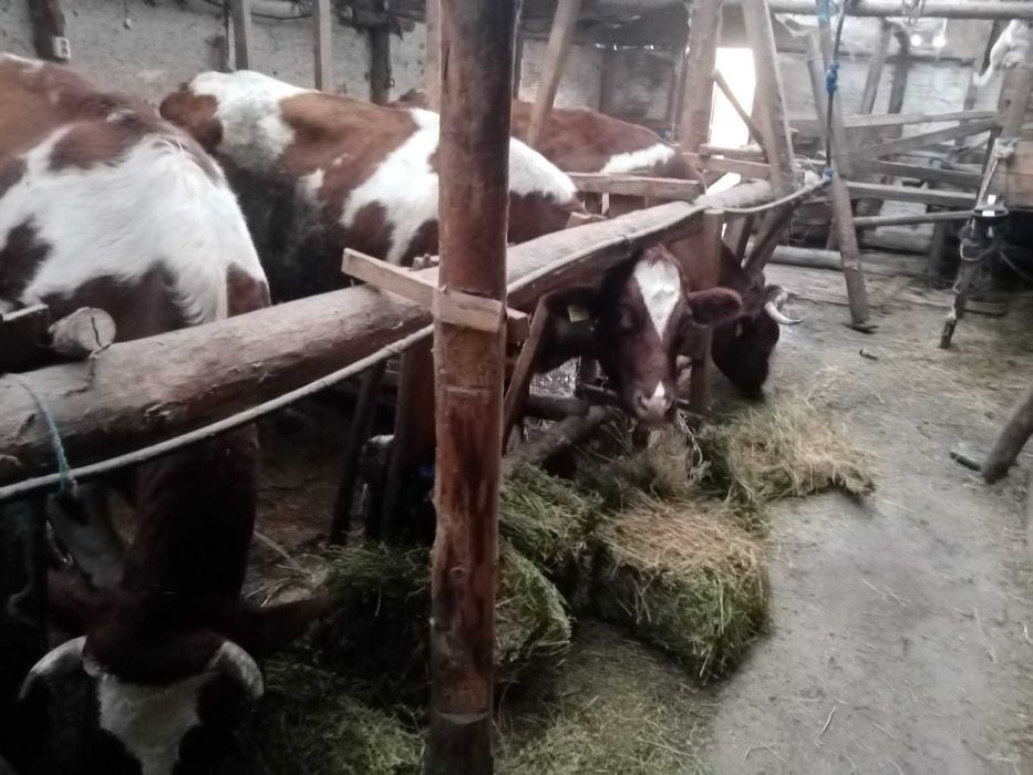 Vind vaci Red holstein.