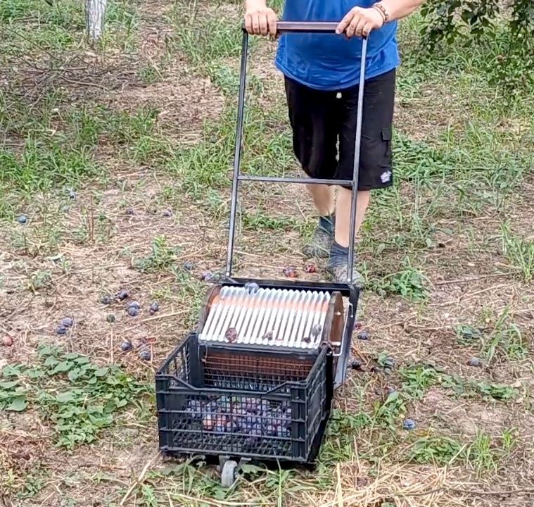 Culegător de fructe
